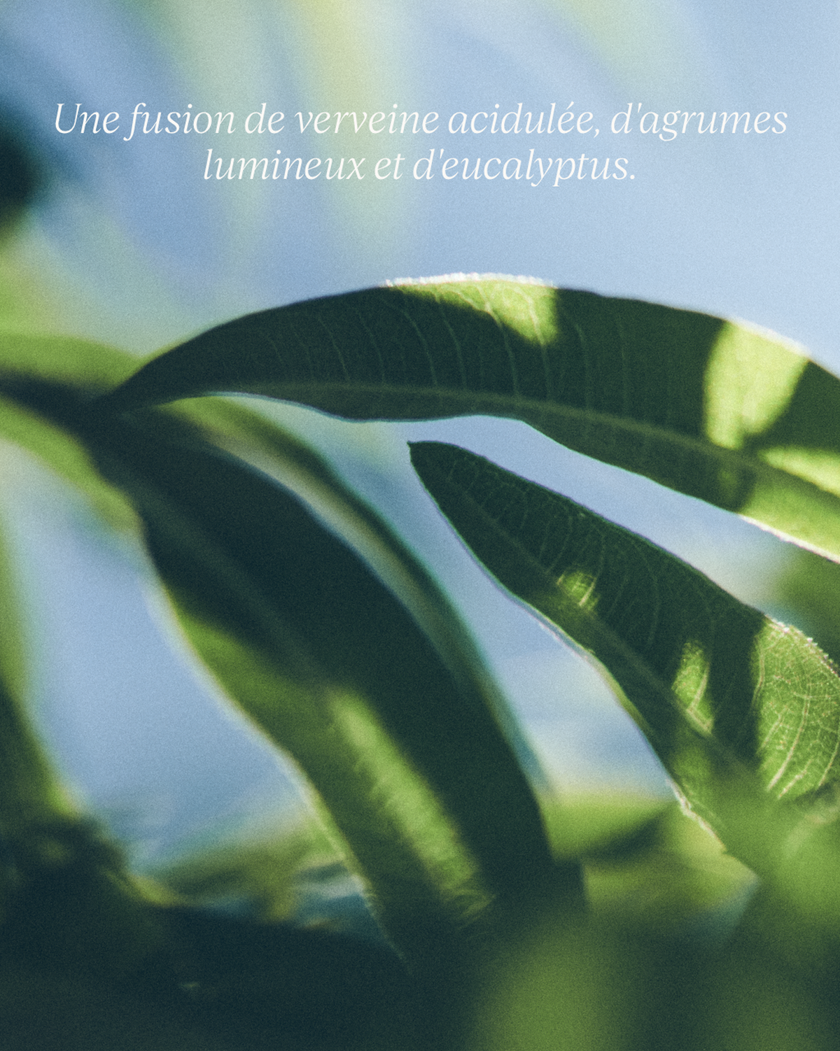 Savon Liquide Mains Verveine