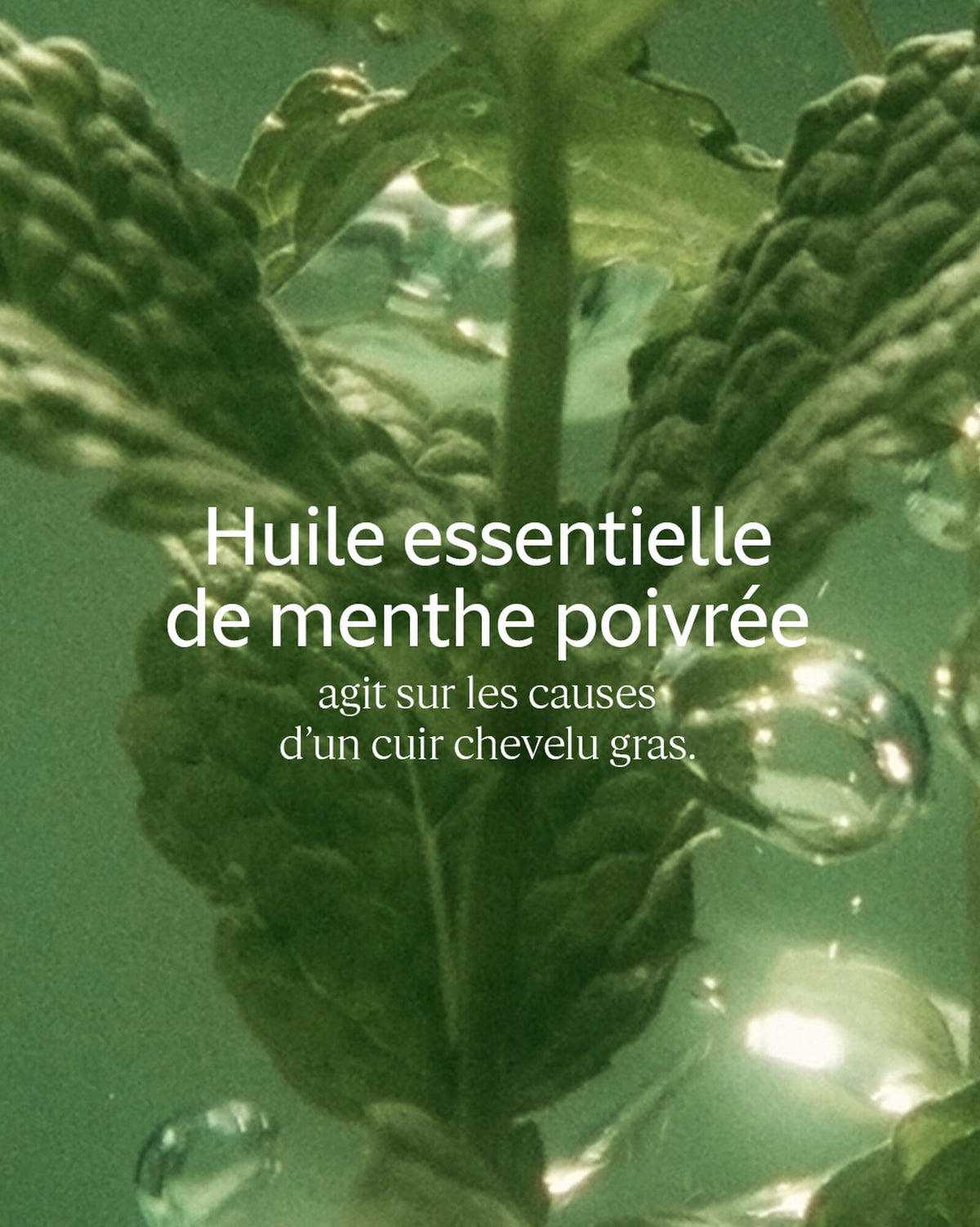 Après-Shampooing Fraîcheur Purifiante