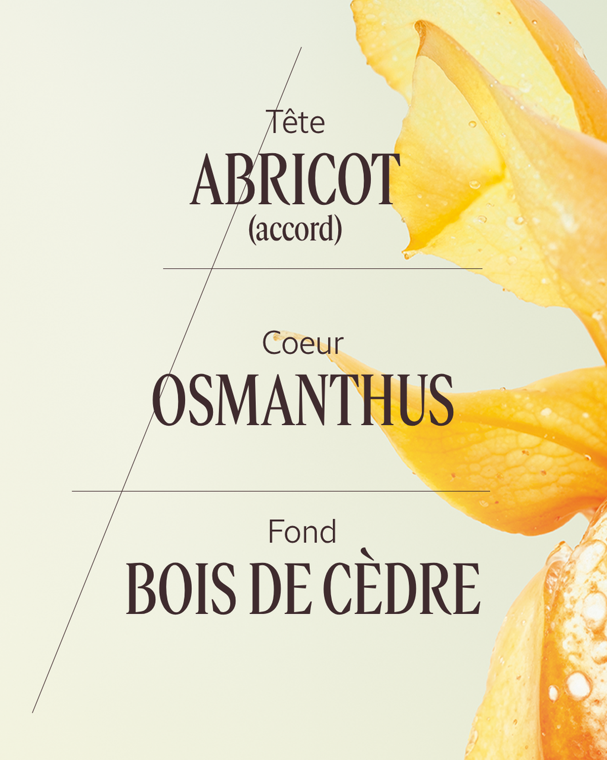 Eau de Toilette Osmanthus Abricot