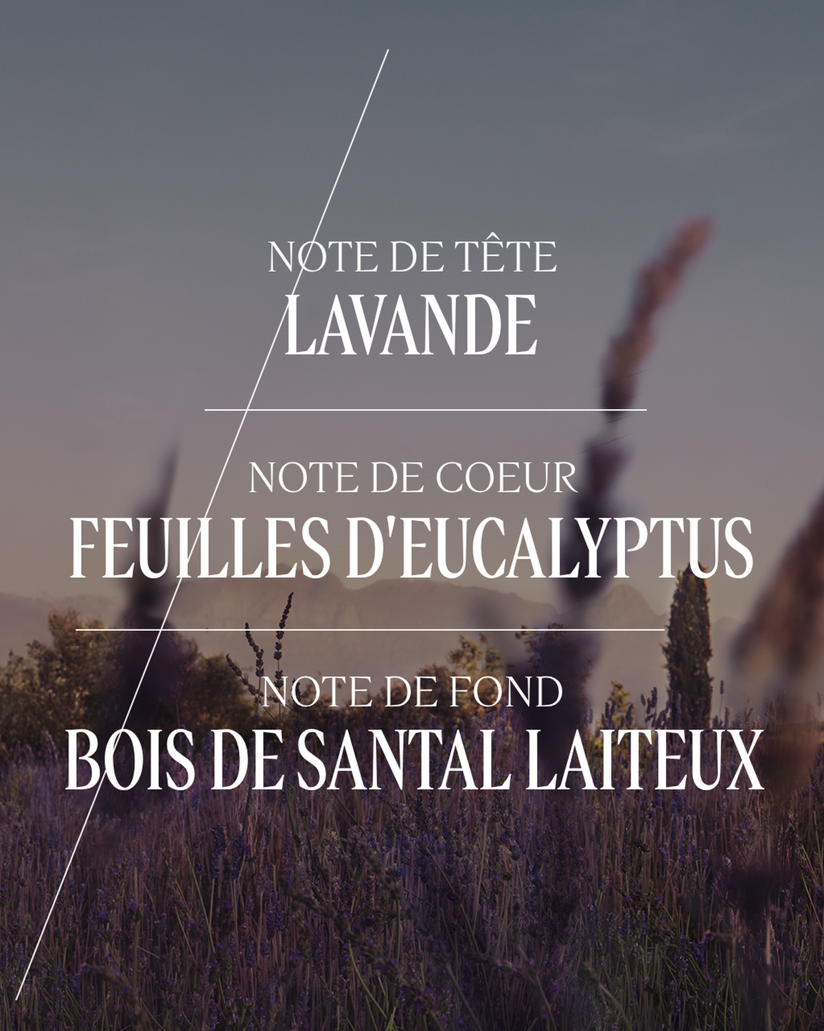 Eau de Toilette Lavande