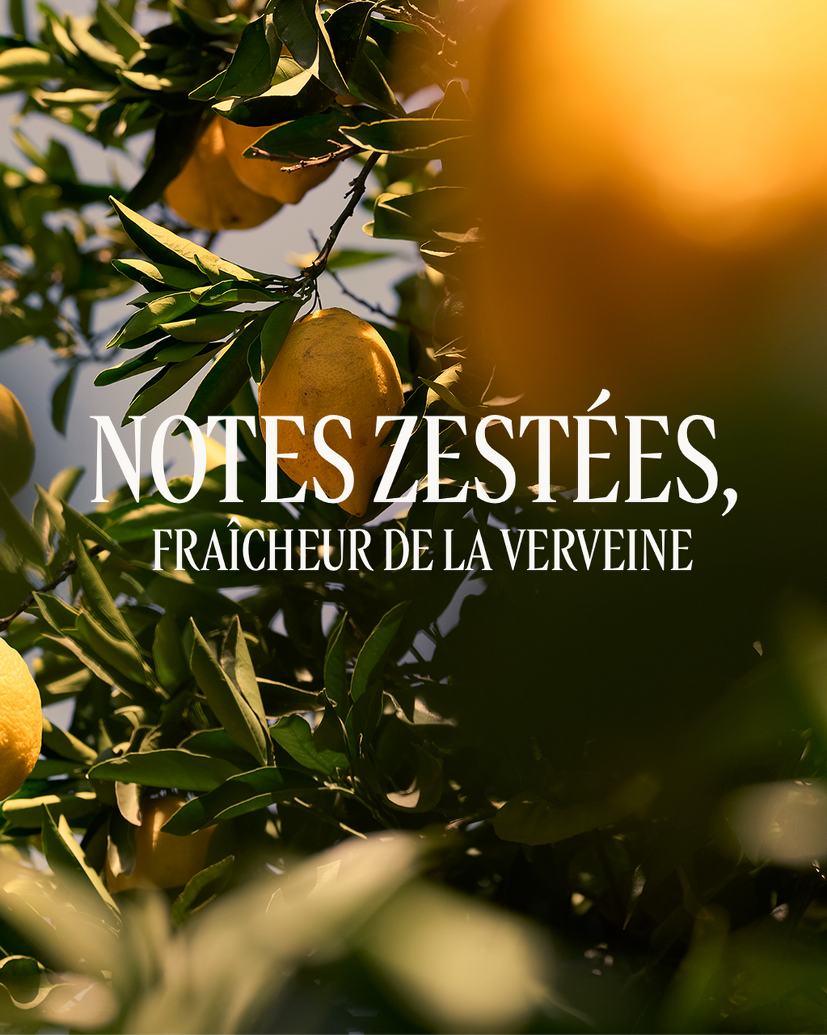 Lait Corps parfumé Verveine Agrumes