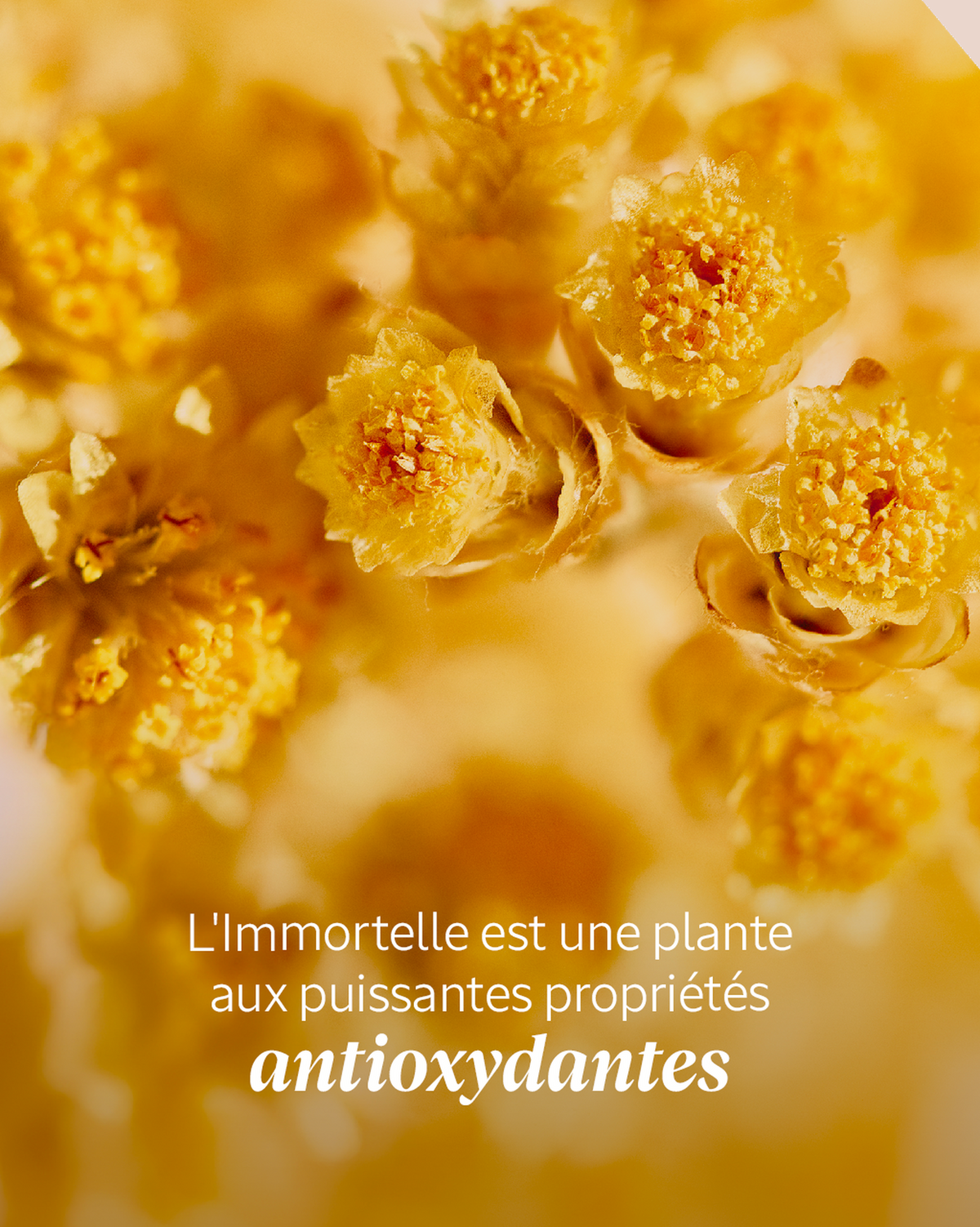 Sérum Pro-Fermeté Immortelle Divine